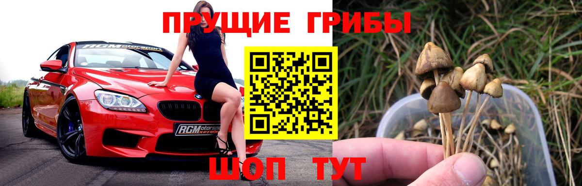 Галлюциногенные грибы Psilocybe Одинцово